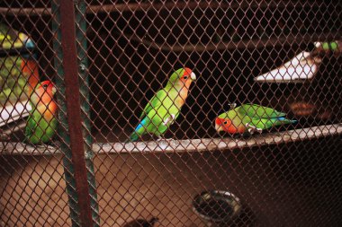 Kafes içinde güzel ve renkli Parrot