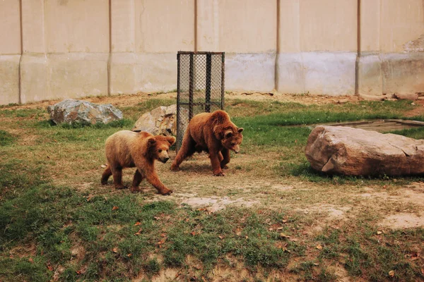 Δύο όμορφα μωρά αρκούδες στο ζωολογικό κήπο — Φωτογραφία Αρχείου