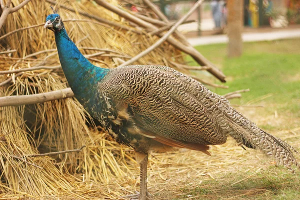 Vacker påfågel i djurparken — Stockfoto