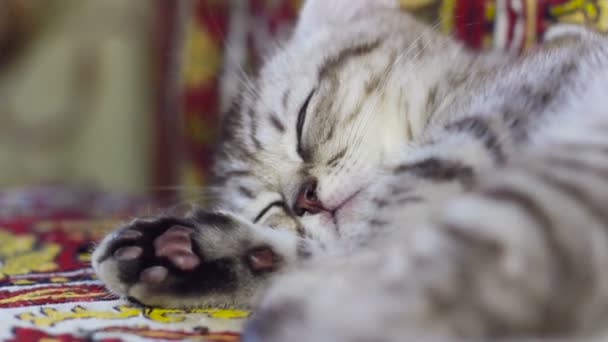 Aranyos cica-a kanapén alszik közelről — Stock videók
