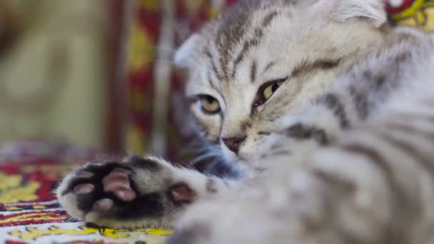 Roztomilý kotě na pohovce spal detail — Stock video