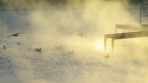 Vista di Anatra che nuota sull'acqua. Cielo alla vaniglia. Vapore sull'acqua.Vista industriale. Inquinamento ambientale — Video Stock