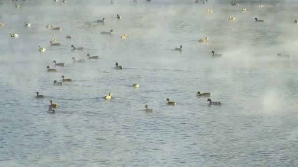 Sok kacsa. Kacsa úszó a víz — Stock videók