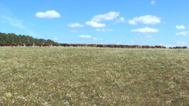 Vacas en un campo. Rebaño de vacas en la distancia. Carne de vacuno, Ganadería, Ganadería, Alimentación Ganadera, Productos Ganaderos. Cielo azul, día soleado — Vídeos de Stock