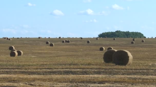 Big Roll paille récoltée sur le champ de robe avec une grande perspective et d'autres rôles, fond se compose de ciel bleu. Journée d'été ensoleillée — Video