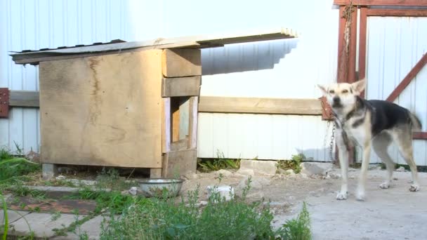 Perro ladrando en una cadena alrededor de la casa del perro. Mascotas — Vídeos de Stock