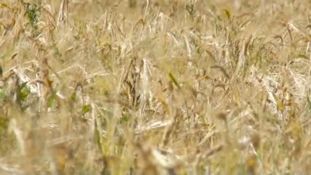 Orejas de maduración del campo de trigo amarillo. Agricultura. Día soleado de verano — Vídeos de Stock