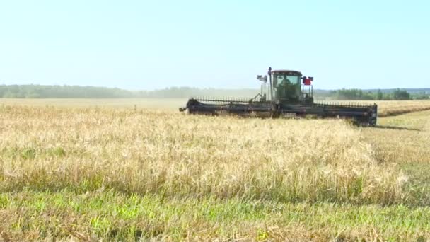 Combiner la moissonneuse. Travailler sur le terrain. Ciel bleu, Journée d'été ensoleillée 