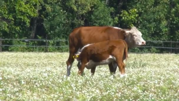Корова и теленок в поле. Кормление телёнка. Скот — стоковое видео