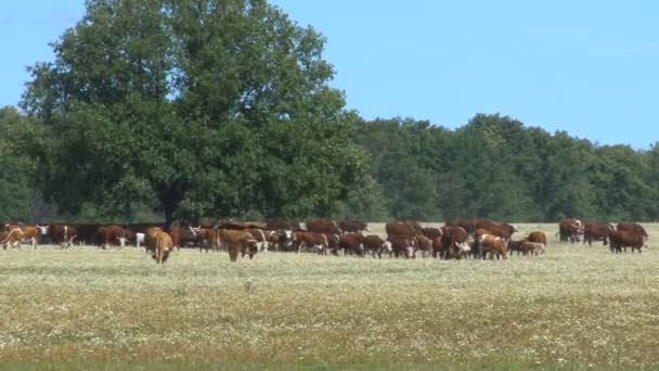 奶牛场。畜群的牛的距离。牲畜 — 图库视频影像