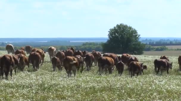 Weergave van de kudde van de koe. Koeien in een veld. Kudde koeien. Vee. Blauwe hemel, zonnige zomerdag — Stockvideo