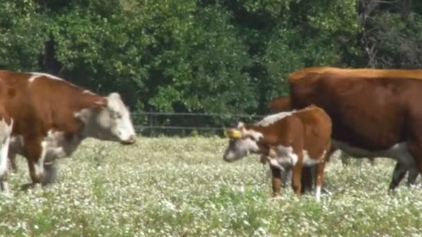 Vitello e mucche in un campo. Bestie. La mandria di mucche va a destra. Movimento delle mucche — Video Stock