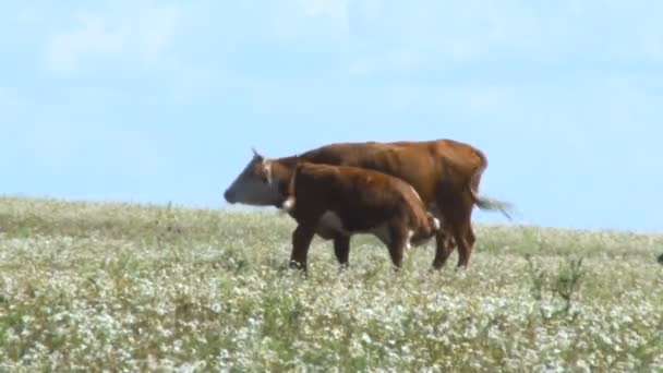 Vista de Vaca e Bezerro em um Campo. Alimentação de vitela de vaca. Pecuária. Céu azul, dia de verão ensolarado — Vídeo de Stock