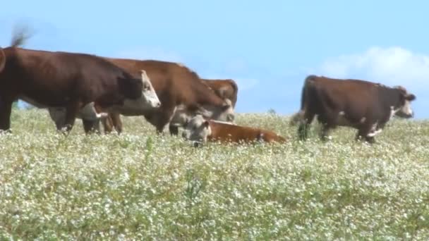 Cielęta i krów w polu. Hodowli zwierząt. Zwierząt gospodarskich. Błękitne niebo, słoneczny letni dzień — Wideo stockowe