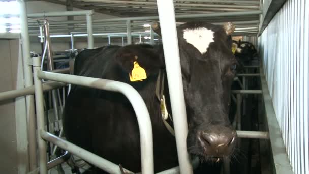 Una vaca con una etiqueta en la oreja. Cobertizo en una fábrica de lácteos — Vídeos de Stock