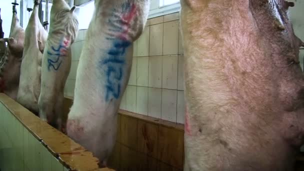 농업 - 산업 단지입니다. 천장에 매달려 있는 돼지들 — 비디오