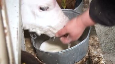 Tarım işi. Erkek buzağıya süt içmesi için yardım eder