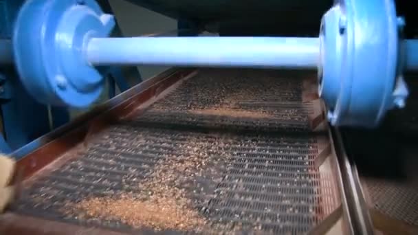 Máquina para peneirar grãos. Produção do agronegócio — Vídeo de Stock