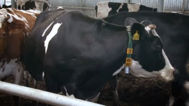 Krowy w zagrodzie z metkami na uszach. Produkcja mięsa w ubojni — Wideo stockowe