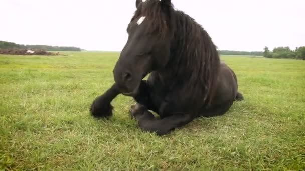 Das schwarze Pferd steht auf. Große grüne Wiese mit Gras — Stockvideo