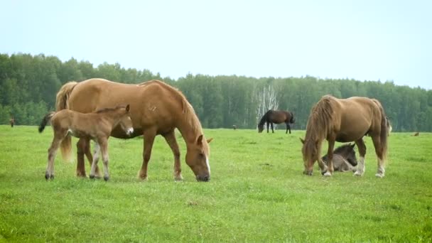 Pferde und Fohlen. Grüne Wiese für Pferde — Stockvideo