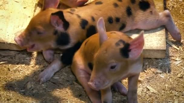 Industri pertanian. Babi kecil berbintik dalam agribisness — Stok Video