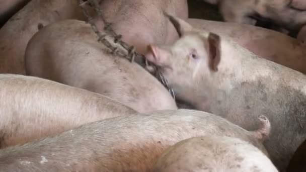 농업에 종사하는 돼지들. 농업 단지에 있는 많은 돼지들 — 비디오