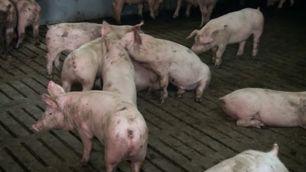 Los cerdos juegan en las libras de animales. Agrocomplejo ganadero Rusia — Vídeo de stock