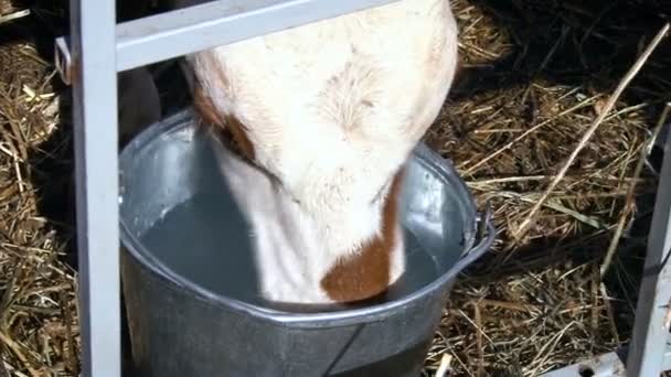 Industria agroindustrial Rusia. Agua potable de vaca de un cubo — Vídeo de stock