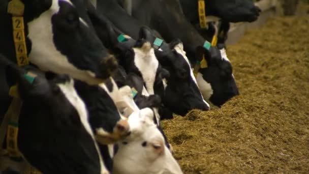 Landbouwindustrie Rusland. Veel vers hooi dat koeien eten — Stockvideo
