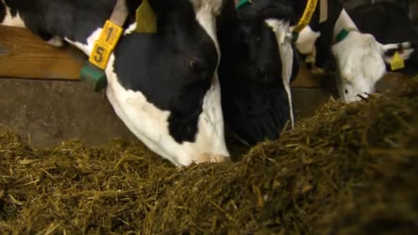 Landbouwindustrie. Koeien met labels en halsbanden eten hooi — Stockvideo