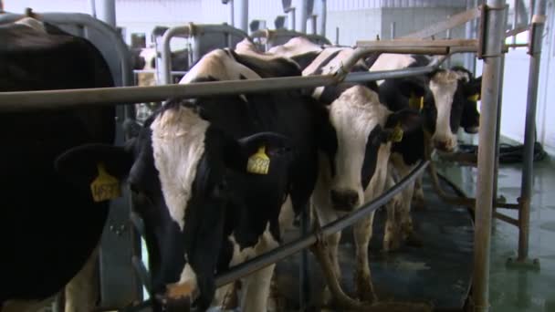 Landbouwindustrie Koeien rijden de roltrap af — Stockvideo