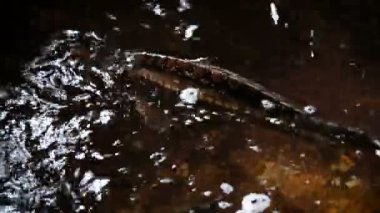 Su ürünleri endüstrisi. Rusya 'da balıkçılık. Suda balık var.