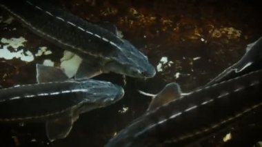 Büyük balıklar suda yüzer. Quakulture endüstrisi. Rusya Balıkçılık