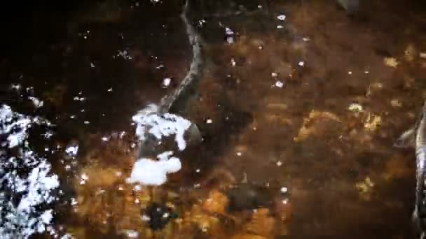 Fisheries in the territory of aquaculture industry. Fish swims in water — Stock Video