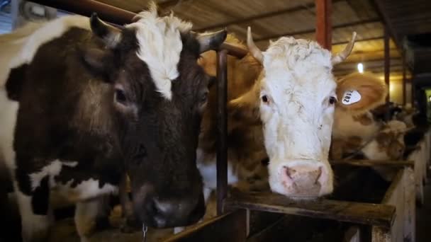 Farma krów. Krowa w boksie z metkami na uszach — Wideo stockowe