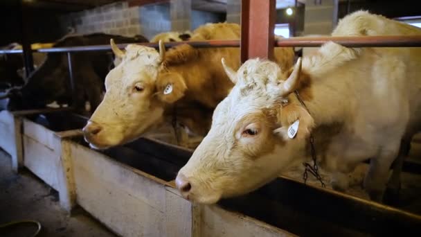 Cows are resting standing in a stall on a farm. Small cowfarm — Stock Video
