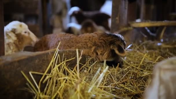 Granja ganadera. Las ovejas comen heno de un comedero especial para animales — Vídeos de Stock