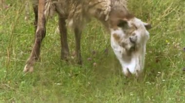 Koyun otlağı. Yazın çimen yiyen koyunlar