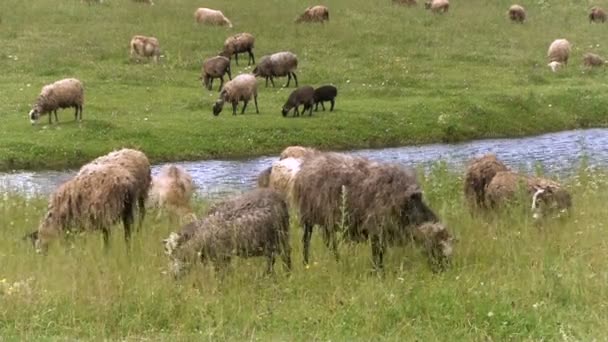 Ovelhas caminhando no campo perto do rio. Muitas ovelhas de cores diferentes no pasto — Vídeo de Stock
