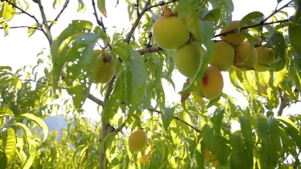 Plantação de pêssego. Pêssego com frutos de cor amarela — Vídeo de Stock