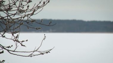 Tomurcuklar ağaçta çiçek açar. Hala kar varken kışın sonları. Kar Gölü