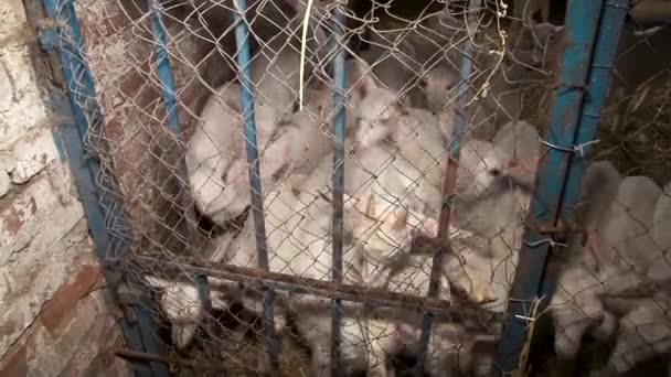 Burar med getter på en gård. små djur i höet. stängt rum — Stockvideo