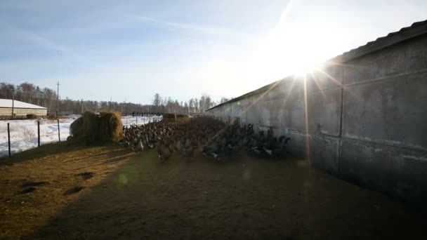 Vista de uma granja de aves Manutenção de gansos no inverno em espaço aberto — Vídeo de Stock