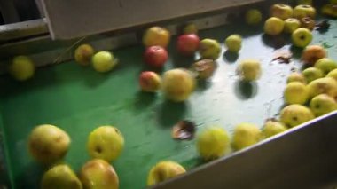 Elmalar için taşıyıcı bant. Elmalar taşıyıcıya düşer. Yakın görünüm