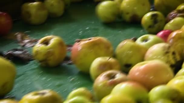 Cinta transportadora para manzanas. Manzanas grandes y pequeñas a la vista. Vista de cerca — Vídeo de stock