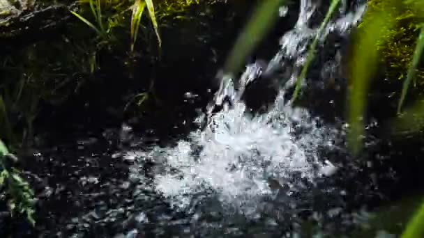 Vista del antiguo manantial forestal con agua clara — Vídeo de stock