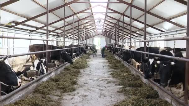 Krowy zamykają. Prywatna farma. Przedsiębiorstwo rolne na własnych lub dzierżawionych gruntach — Wideo stockowe