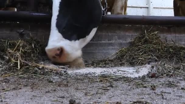 Les vaches mangent de la nourriture. L'agriculture. Nourriture pour animaux en vue rapprochée — Video