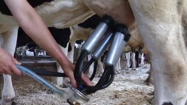 Dojenie krowy specjalnym aparatem. Domowej roboty gospodarstwo mleczne zbliżenie w celu — Wideo stockowe